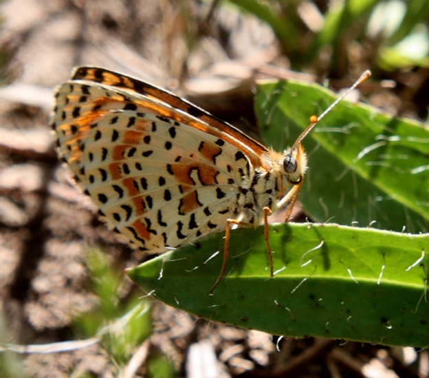 Meliteae da determinare